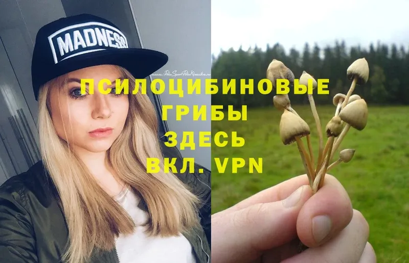 площадка как зайти  Киренск  Галлюциногенные грибы Psilocybe 